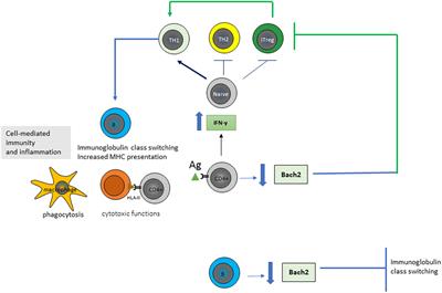 New Insights into the Pathogenesis of Celiac Disease